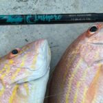 INSHORE Carbon Fiber Spinning